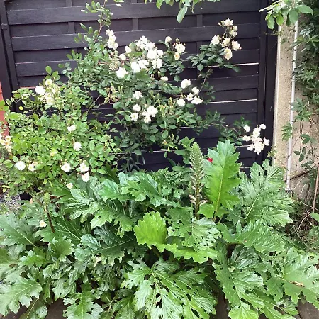 Bed & Breakfast Maisonnette