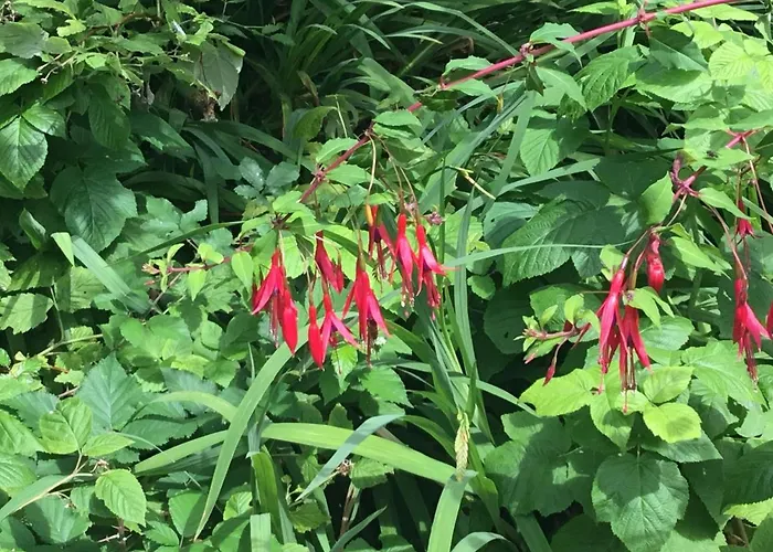 Maisonnette Bed & Breakfast